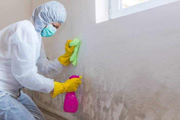 Best Mold Documentation for Insurance Claims  in London, CA