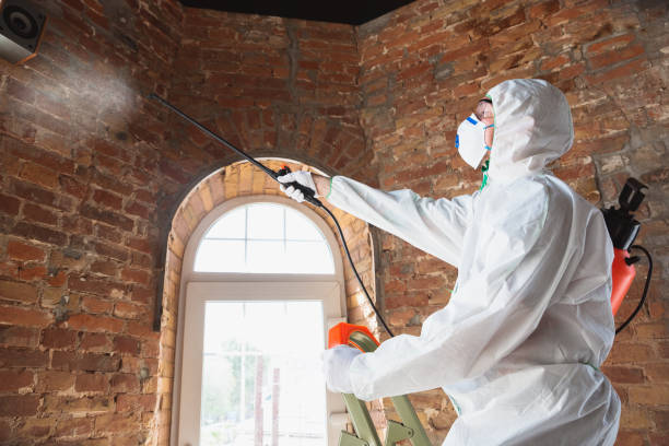 Why You Should Choose Our Mold Remediation Services in London, CA